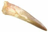 Fossil Spinosaurus Tooth - Nice Unworn Tip #352405-1